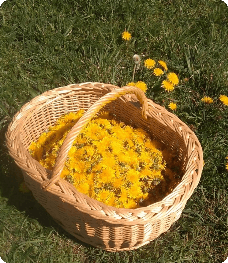www.unbrindecueillette.fr cueillette pissenlit printemps 2